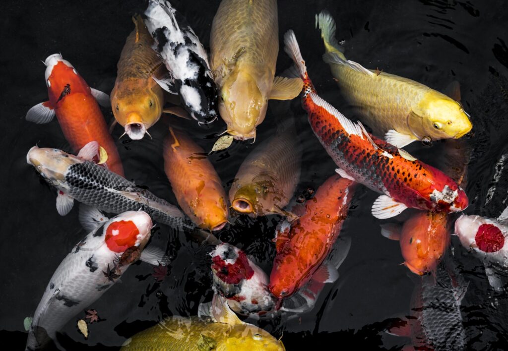 BlueLife: This is how we achieve recycling water that is suitable for life 3 Carpa Koi scaled 1