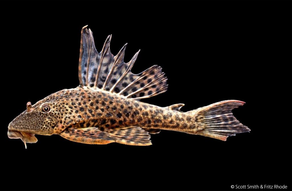 BlueLife: This is how we achieve recycling water that is suitable for life 5 Hypostomus plecostomus e1711081469766