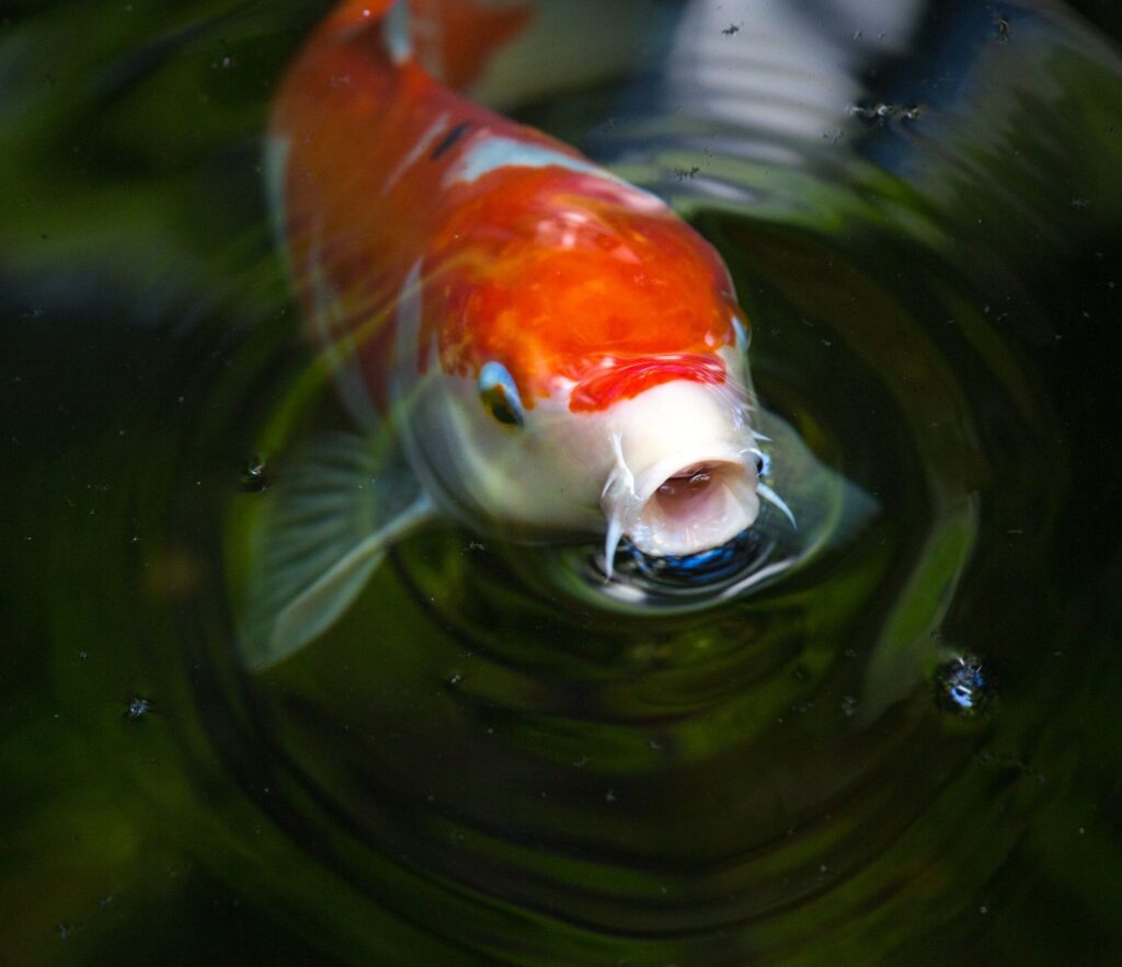 BlueLife: This is how we achieve recycling water that is suitable for life 1 Koi scaled e1711081317786